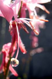 Fotografia da espécie Gaura lindheimeri