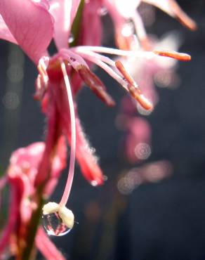 Fotografia 8 da espécie Gaura lindheimeri no Jardim Botânico UTAD