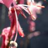 Fotografia 8 da espécie Gaura lindheimeri do Jardim Botânico UTAD