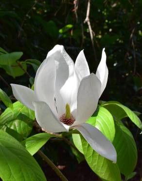 Fotografia 1 da espécie Magnolia denudata no Jardim Botânico UTAD