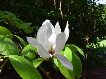 Fotografia da espécie Magnolia denudata