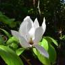 Fotografia 1 da espécie Magnolia denudata do Jardim Botânico UTAD