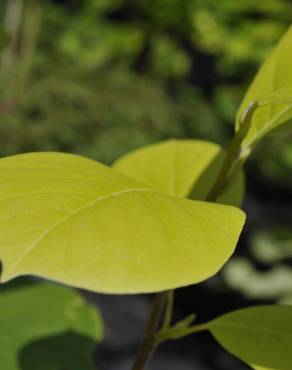 Fotografia 3 da espécie Magnolia denudata no Jardim Botânico UTAD