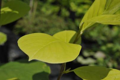 Fotografia da espécie Magnolia denudata