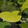 Fotografia 3 da espécie Magnolia denudata do Jardim Botânico UTAD