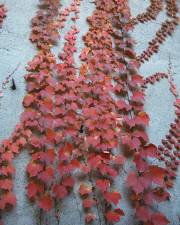 Fotografia da espécie Parthenocissus tricuspidata