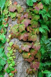 Fotografia da espécie Parthenocissus tricuspidata