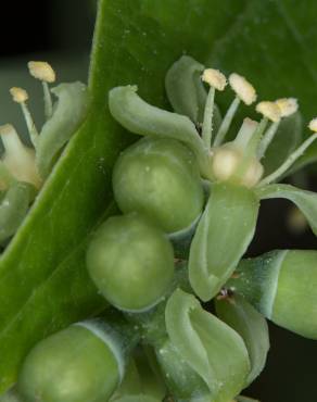 Fotografia 3 da espécie Parthenocissus tricuspidata no Jardim Botânico UTAD