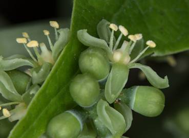 Fotografia da espécie Parthenocissus tricuspidata