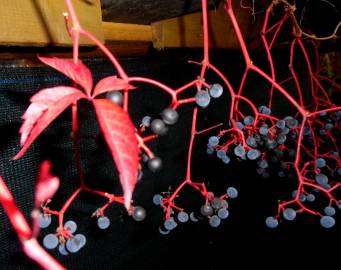 Fotografia da espécie Parthenocissus tricuspidata