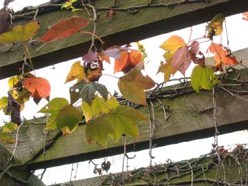 Fotografia da espécie Parthenocissus tricuspidata