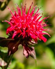 Fotografia da espécie Monarda didyma