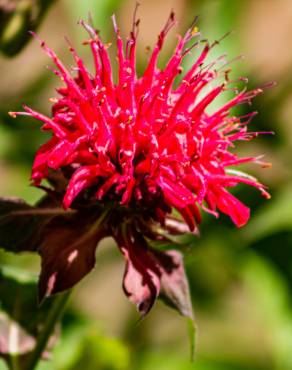 Fotografia 1 da espécie Monarda didyma no Jardim Botânico UTAD