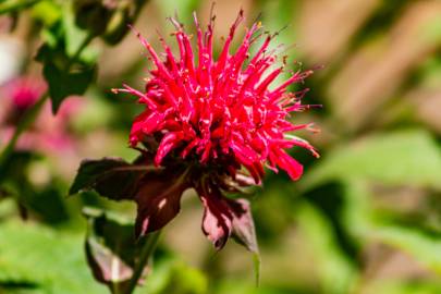 Fotografia da espécie Monarda didyma