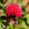 Fotografia 1 da espécie Monarda didyma do Jardim Botânico UTAD