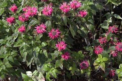 Fotografia da espécie Monarda didyma