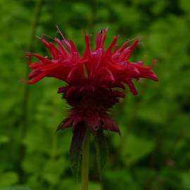 Fotografia da espécie Monarda didyma