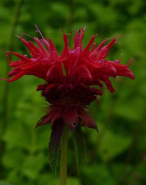 Fotografia 3 da espécie Monarda didyma no Jardim Botânico UTAD