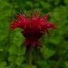 Fotografia 3 da espécie Monarda didyma do Jardim Botânico UTAD