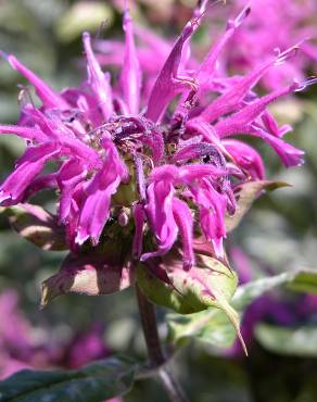 Fotografia 4 da espécie Monarda didyma no Jardim Botânico UTAD