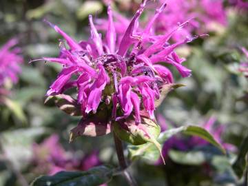 Fotografia da espécie Monarda didyma