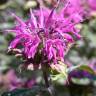 Fotografia 4 da espécie Monarda didyma do Jardim Botânico UTAD