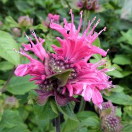 Fotografia da espécie Monarda didyma