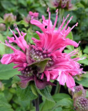 Fotografia 5 da espécie Monarda didyma no Jardim Botânico UTAD