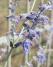 Fotografia da espécie Perovskia atriplicifolia