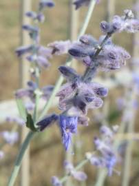 Fotografia da espécie Perovskia atriplicifolia