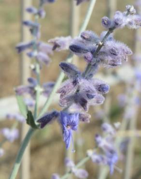 Fotografia 1 da espécie Perovskia atriplicifolia no Jardim Botânico UTAD