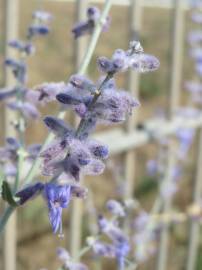 Fotografia da espécie Perovskia atriplicifolia