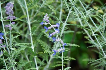 Fotografia da espécie Perovskia atriplicifolia