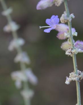 Fotografia 5 da espécie Perovskia atriplicifolia no Jardim Botânico UTAD