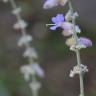 Fotografia 5 da espécie Perovskia atriplicifolia do Jardim Botânico UTAD