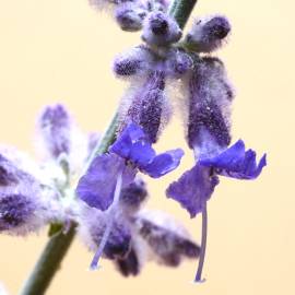 Fotografia da espécie Perovskia atriplicifolia