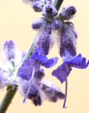 Fotografia 6 da espécie Perovskia atriplicifolia no Jardim Botânico UTAD