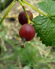Fotografia da espécie Ribes nigrum