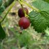 Fotografia 1 da espécie Ribes nigrum do Jardim Botânico UTAD