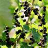 Fotografia 4 da espécie Ribes nigrum do Jardim Botânico UTAD
