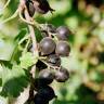 Fotografia 6 da espécie Ribes nigrum do Jardim Botânico UTAD