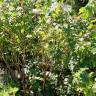 Fotografia 7 da espécie Ribes nigrum do Jardim Botânico UTAD