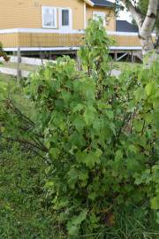 Fotografia da espécie Ribes nigrum