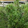 Fotografia 8 da espécie Ribes nigrum do Jardim Botânico UTAD