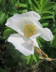 Rosa rugosa for. f.