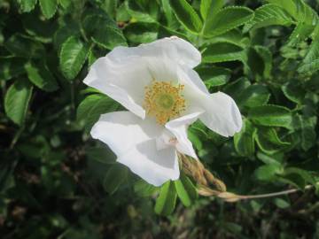 Fotografia da espécie Rosa rugosa for. f.