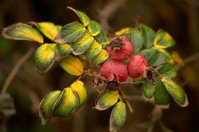 Fotografia da espécie Rosa rugosa for. f.