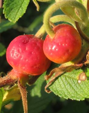 Fotografia 3 da espécie Rosa rugosa for. f. no Jardim Botânico UTAD