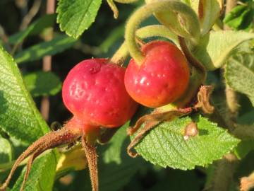 Fotografia da espécie Rosa rugosa for. f.