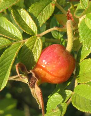 Fotografia 4 da espécie Rosa rugosa for. f. no Jardim Botânico UTAD